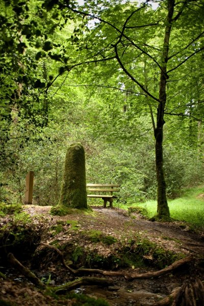 La Forêt domaniale de Villecartier