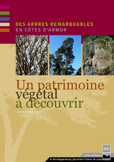 If (Taxus baccata) - 600 ans