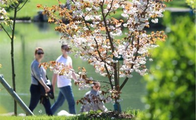 Collection nationale de cerisiers à fleurs d'Asie