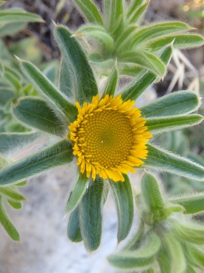 Sentier botanique de la Roche Amère