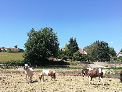 Le Haras du Mas