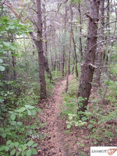 Sentier botanique du Molard