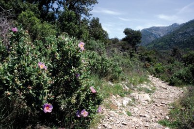 Sentier des Plaideurs : Découverte des secrets botaniques de Sainte-Victoire avec un livret pédagogique