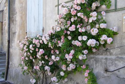 Circuit des roses anciennes dans le village