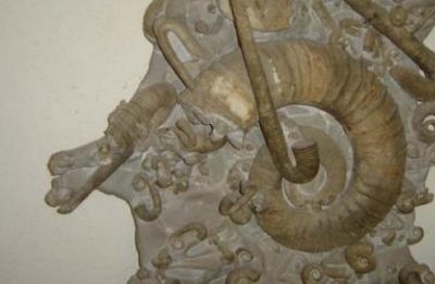 Exposition de fossiles