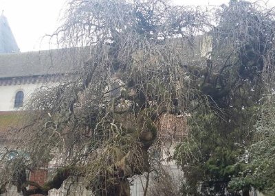 L'Arbre des Pagodes de Vertus