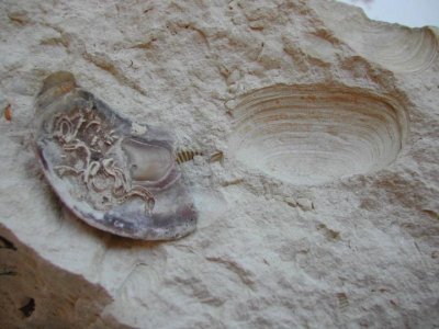 Sentier de découverte de Mailly-Champagne