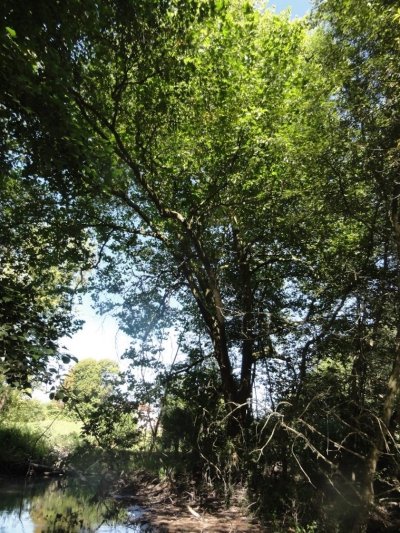 Le Marronnier de la Chaussée sur Marne