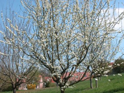 Verger conservatoire de la Montagne de Reims