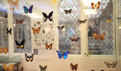 Le musée des papillons : L'univers des insectes