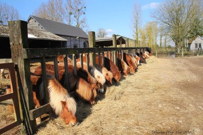 Poney-club de Bois-Guilbert