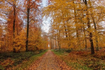 Forêt domaniale de Lyons-la-Forêt
