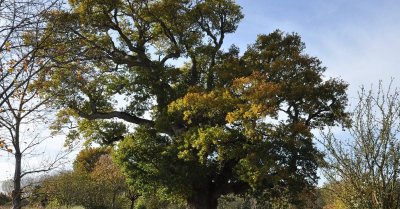 Séquoia géant (Sequoiadendron giganteum) -  Près de 130 ans