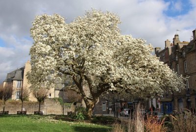 Magnolia (Magnolia soulangeana) - 160 ans