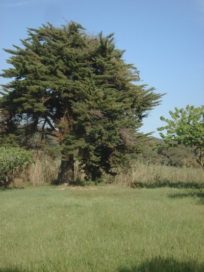 Cyprès de Lambert (Cupressus macrocarpa) - 120 ans