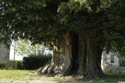 If (Taxus baccata) et merisier (Prunus avium) - 700 à 800 ans
