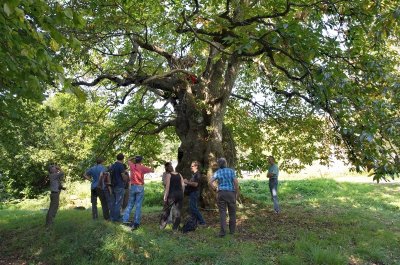 Les Arbres Remarquables