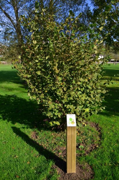 Arboretum de Leuglay