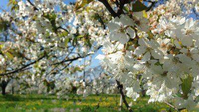 Les cerisiers en fleurs à Fougerolles