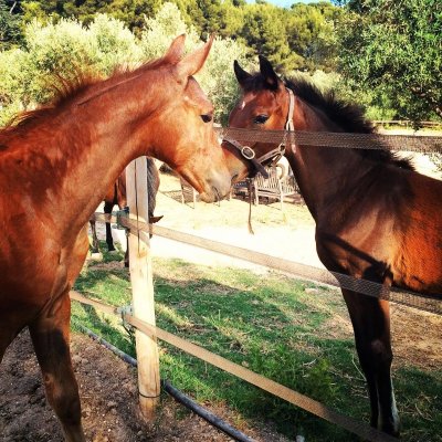 Les Écuries de Salammbo