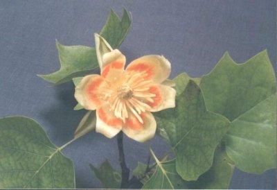 Le parc de Coursan-en-Othe