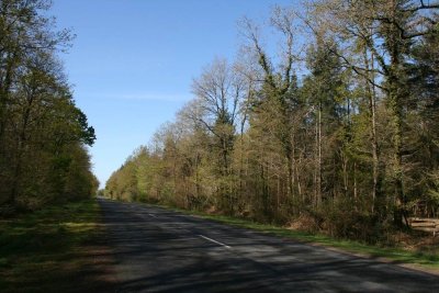 Forêt Domaniale de Coeby