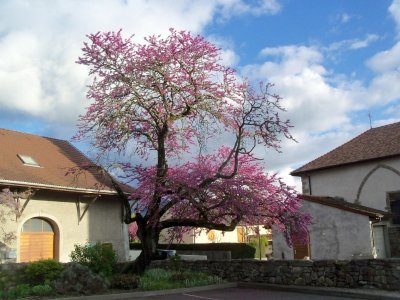Bibliothèque de Ballaison