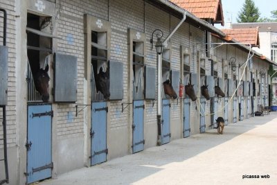 Ecurie les Petits Chevaux