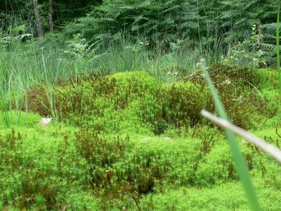 La Tourbière de la Commeauche