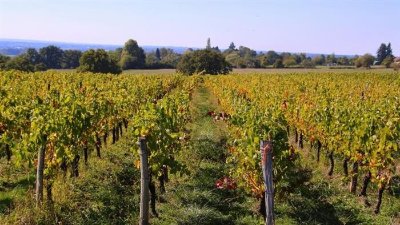 Vignoble du Rioussat