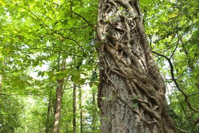 Les buttes de la Hautière