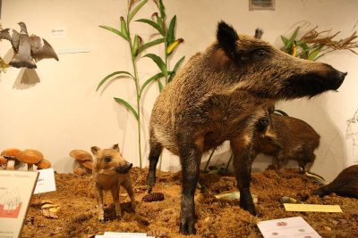 Les enquêtes de Anne Mésia