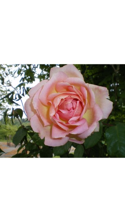 Roseraie du Pourtaou