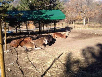 Centre équestre de Montgardin