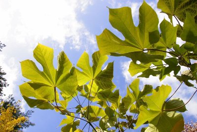 Arboretum de La Fosse