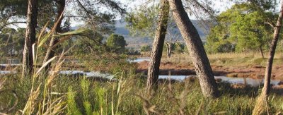 La Pinède du Bastidon