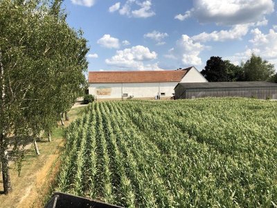 Labyrinthe de maïs géant