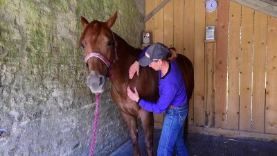 American Horse Riding Academy