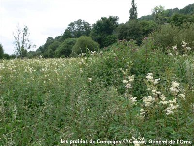 Les prairies de Campigny