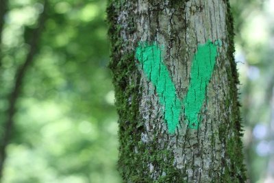 GS7 : Croix Camonin - Étang des moines