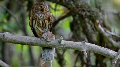 Médiathèque communale