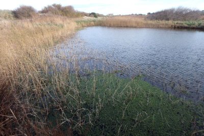 Nan Red et Nan White sur les pas des Canadiens