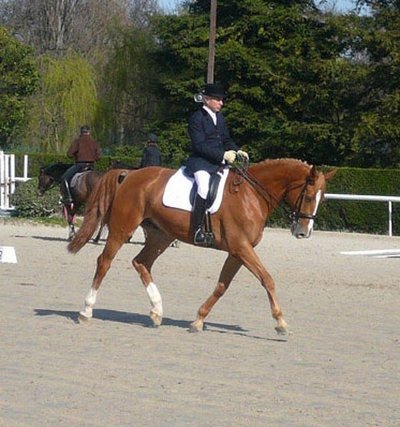 Gilles Royon Equitation