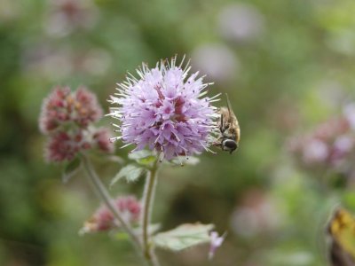 Pêche à la grande plage et plage du chatelet
