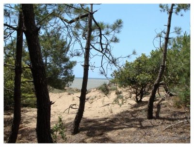 FORÊT DE LA PIERRE ATTELÉE