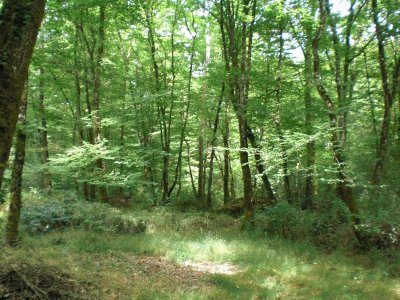 FORÊT DU GÂVRE