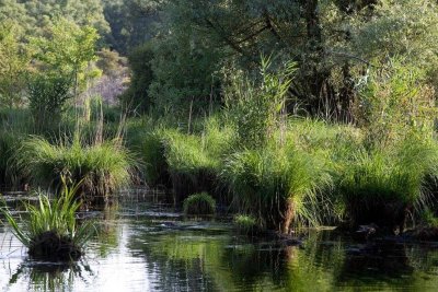 Etang et Bois de Loudon
