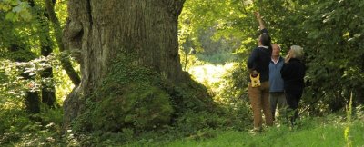 LE THUYA GÉANT DE L'HÔPITAL DE NOZAY