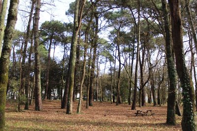 BOIS DE LA SAULZAIE