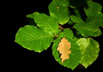 Arboretum de Ville-sur-Lumes